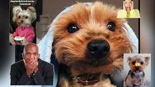 Funny Yorkshire Terrier Compilation {try not to laugh challenge} must see , funny dogs