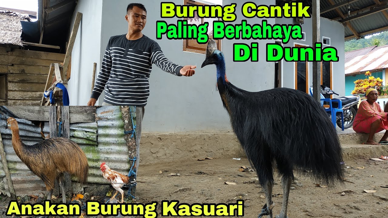 7700 Gambar Burung Kasuari Terbaik