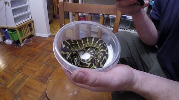 Snake bites camera! Reptile unboxing, Irian jaya carpet python