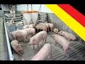 Германия. Разведение свиней,общий вид предприятия