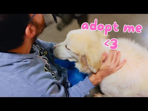we're getting a dog! (not yet but I'm manifesting)
