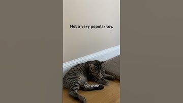 Cute cat scratch pad - kitten not approved  #catvideos #cats #asmr #kitten #catlover #cattoys