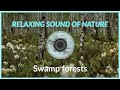 Swamp forests  relax with nature sounds