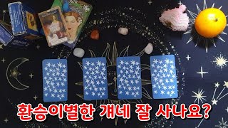 [타로/환승이별] 환승이별한 너희 둘 어떤 상황인지 보는 소름 타로 (헤어졌나? 잘 사귀나? 등등)