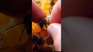 Arıların Günlüğü Şfet Şfet