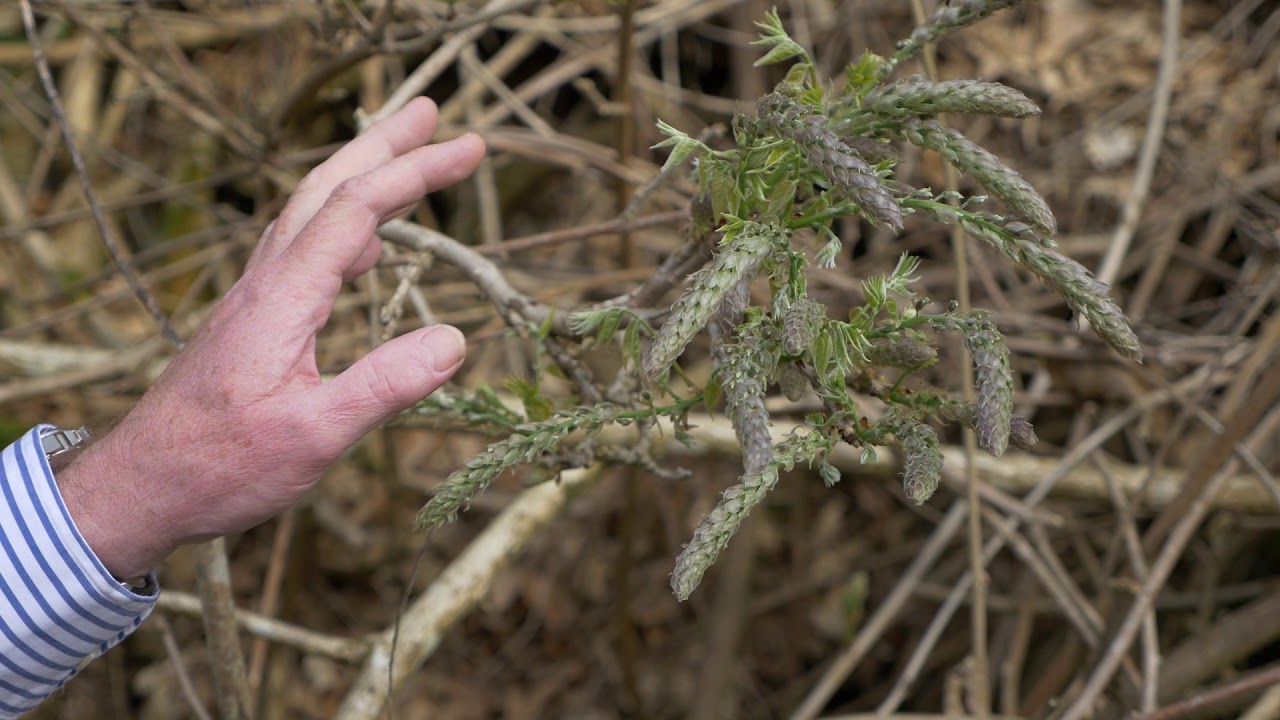 A Guide To Pruning Wisteria Love The Garden