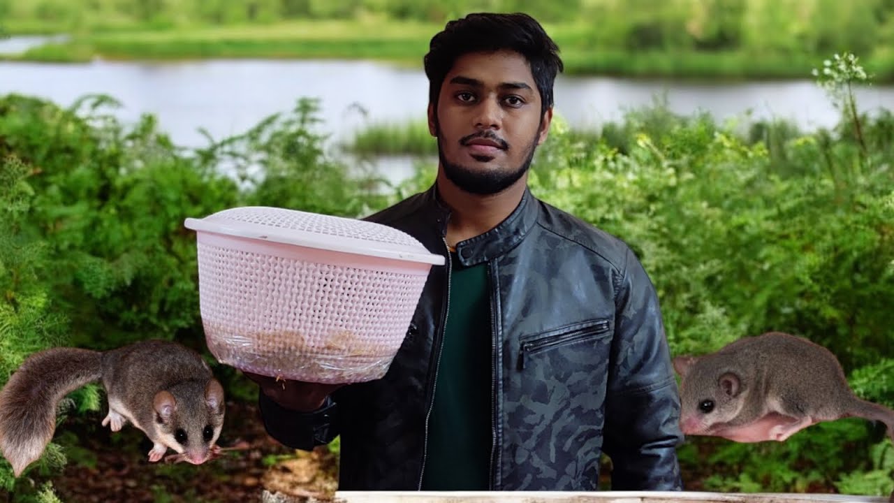 all-mutations-of-micro-squirrels-available-at-bangalore-hamster