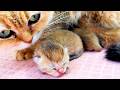 A newborn kitten squeaks cutely to find its mother cat. 1 day after birth.