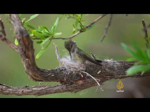 من العيدان إلى التحف الهندسية عبقرية الطيور في البناء