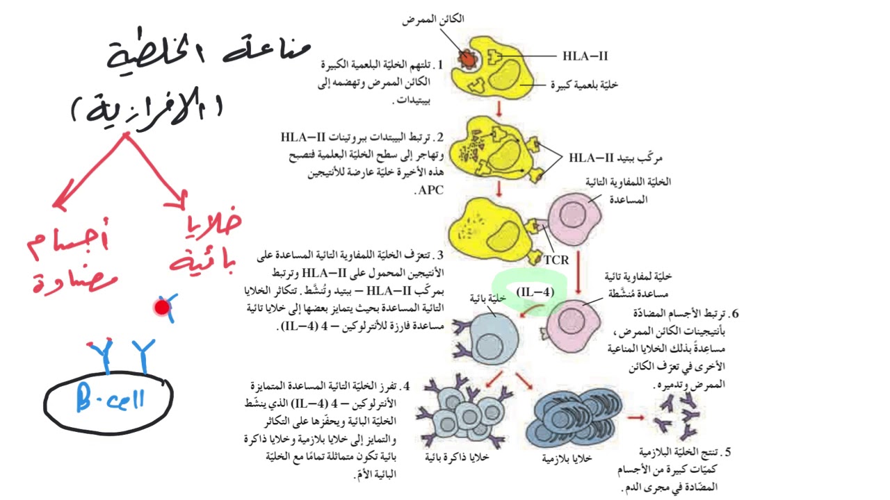 تنتج الأجسام المضادة من الخلايا اللمفية التائية