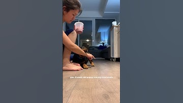 Rottweiler Puppy Working On Training