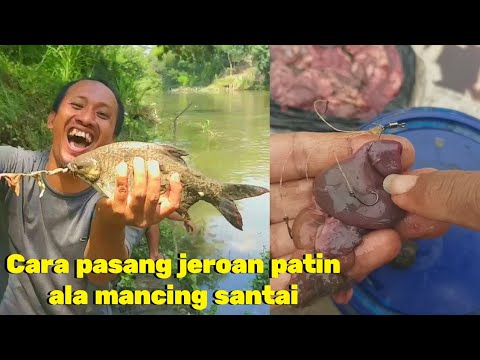 CARA PASANG UMPAN JEROAN PATIN DI RANGKAIAN PANCING OMBYOK LANGSUNG