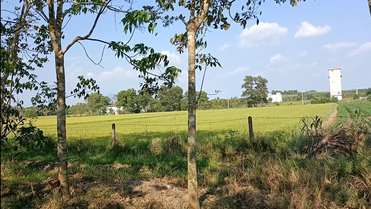 Em mời cô chú anh chị, đi tham quan vườn cao su cùng em nhé!