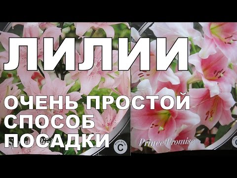 ЛИЛИИ ПРОСТАЯ ПОСАДКА! ✿ SIMPLE WAY TO START LILIES