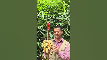 Đàn ông dùng Chuối Rừng: Công dụng bất ngờ ít ai biết #tiensiphuongthaoduoc #thaoduoc #suckhoe