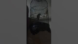 cucak cungkok gacor durasi pendek. memang sangat bagus buat masteran murai batu.