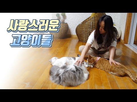 [<strong>호클</strong>] 잠들기전 고양이를 보고 잠들면 좋은꿈을 꿉니다!