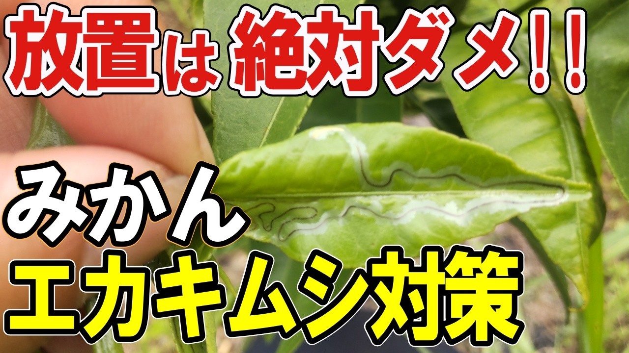 【みかん エカキムシ 対策 駆除 】どうする⁉自然栽培みかんの大敵エカキムシ(ミカンハモグリガ)対策と駆除方法！そのままだと生育ストップします！【道法スタイル実践中】