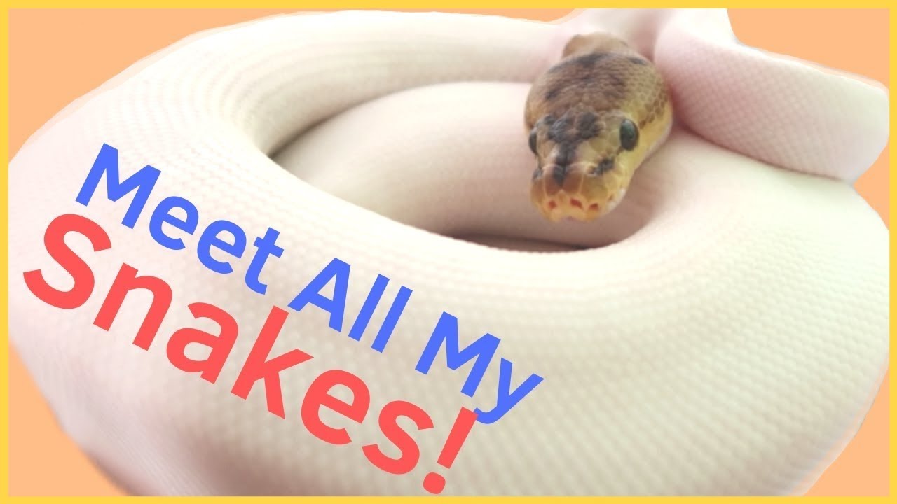 ball python breeding pictorial MEET ALL MY SNAKES! *2019 Edition*