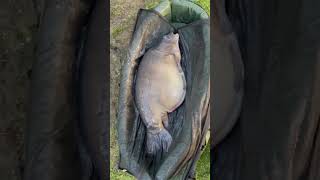 Mark Holmes with yet another huge UK fish 👏🏼👏🏼 Trigga Ice for the win 😁