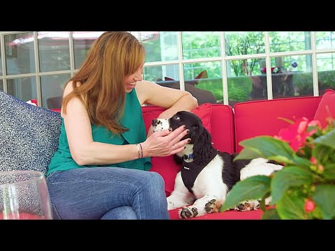 How to Pet