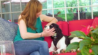 How to Pet a Dog: Advice From a Trainer