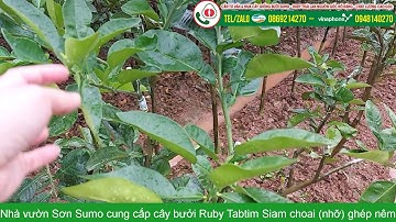 Cung cấp cây bưởi Ruby Thái Lan choai (nhỡ) giống chất lượng cao tại miền bắc: 0869214270