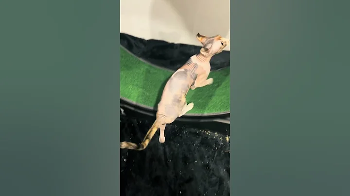 Watch the video about Hermione yearns for the wheel #explorepage #fyp #cat #sphynx #hairlesscat #calico