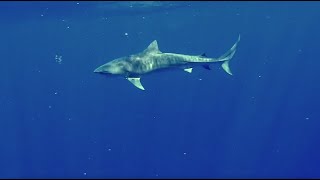 Experts: Safe to Swim Despite Summer Shark Attacks; Risks Low