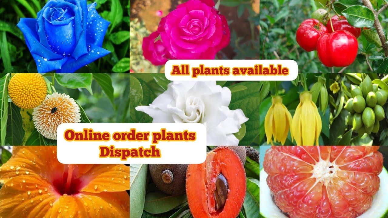 Online sales plants dispatch to all over tamilnadu delivery fruits