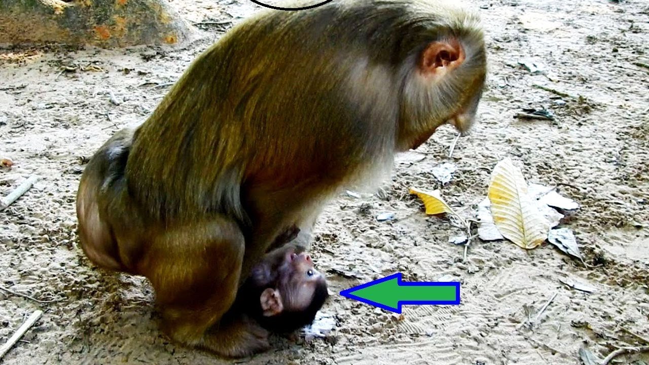 sheraton buenos aires Braeking Heart Riding On Poor Baby Maci By Ashley Monkey why she doing this on baby