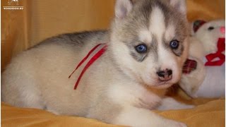 5. Щенки хаски. Купить. Род 29 сентября 2016 Питомник Крылатки 5. Щенки хаски. Купить. Род 29 сентября 2016 Питомник Крылатки