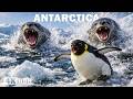 ANTARCTICA WILD | Life and Survival at the End of the World | Nature Animal Documentary
