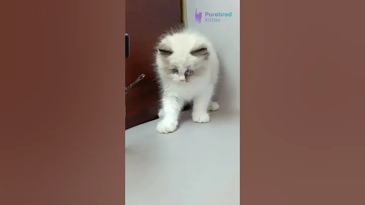 Watch the video about Meet Grisha