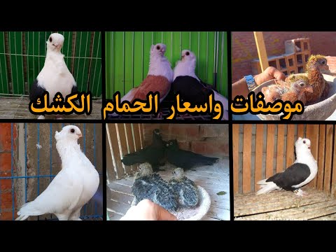 موصفات واسعار الحمام الكشك الوانه وانواع ومميزات وعيوب الحمام الكشك