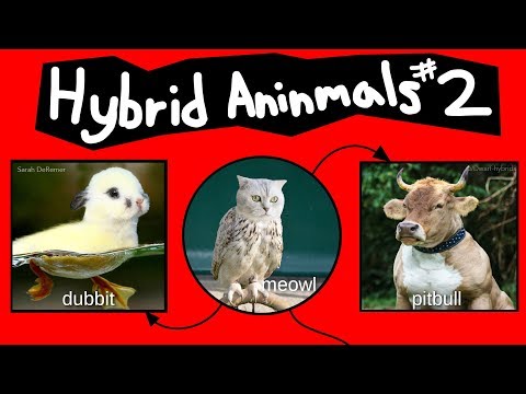 internet-names-for-hybrid-animals-(pt.-2)