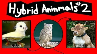 Internet Names for Hybrid Animals (Pt. 2) Internet Names for Hybrid Animals (Pt. 2)