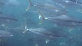 Close encounter with kingfish
