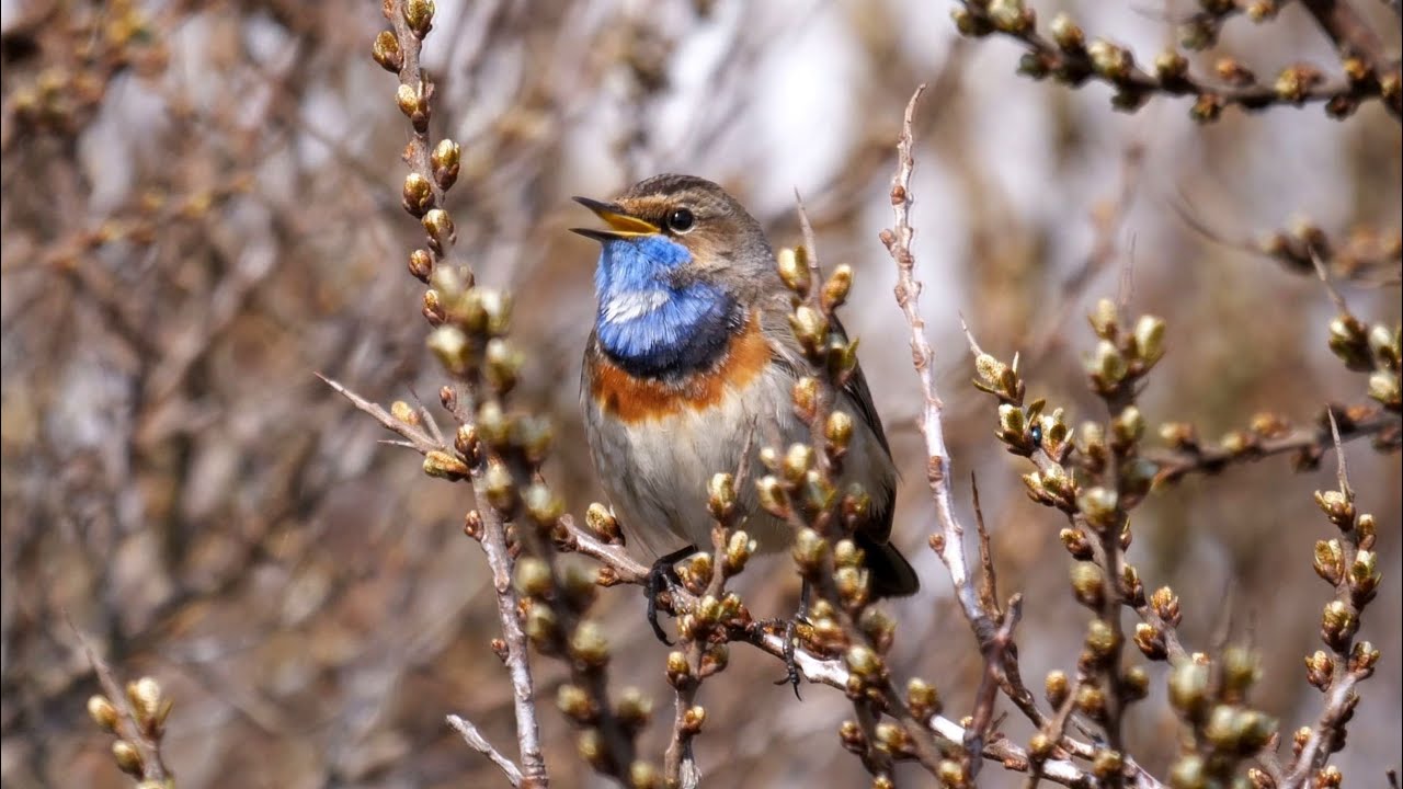 Bluethroat Singing 4K