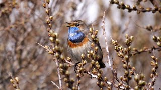 Bluethroat Singing 4K