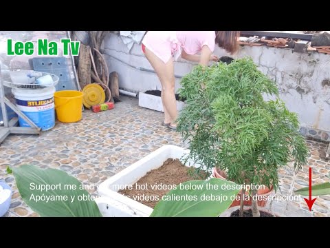 Beautiful nurse growing vegetables || Lee Na Tv