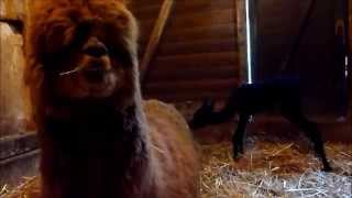 Neugeborenes Alpakababy Samu - Newborn Alpacababy Samu