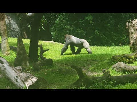 Video: Busch Gardens Tampa - Gran parque temático y zoológico