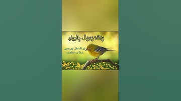 Tilawat status/سورة آل عمران
