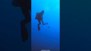 Download Lagu Scuba Divers Afraid of Titan Triggerfish. Here's Why! MP3