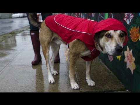 涙なしでは見れない 人間と犬の感動の友情ストーリー デナリへ Youtube