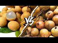 Ini beza buah longan dan mata kucing yg ramai tak tahu lagi 