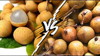 Ini Beza Buah Longan Dan Mata Kucing Yg Ramai Tak Tahu Lagi !