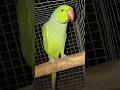 Indian ringneck parrot Bird ! #parrot #birds #parrottalking #youtubeshorts #shorts