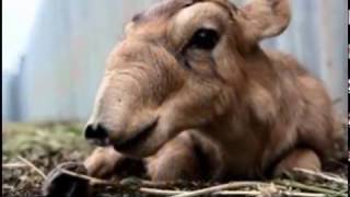 20 Rare Animals You Didn't Know Existed